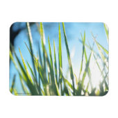 Zonnebrandblusbladen Magneet (Horizontaal)