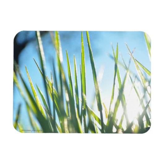 Zonnebrandblusbladen Magneet (Horizontaal)