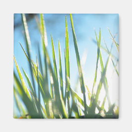 Zonnebrandblusbladen Magneet