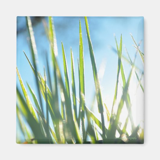 Zonnebrandblusbladen Magneet (Voorkant)