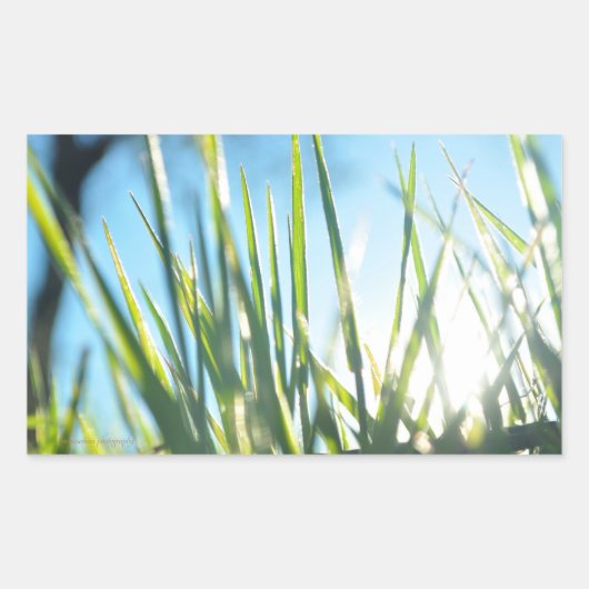 Zonnebrandblusbladen Rechthoekige Sticker (Voorkant)