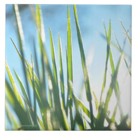 Zonnebrandblusbladen Tegeltje