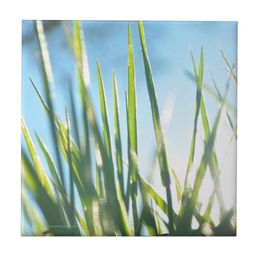 Zonnebrandblusbladen Tegeltje (Voorkant)