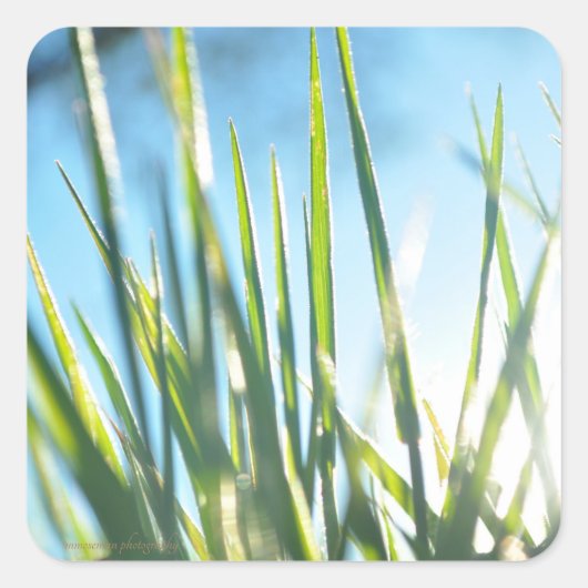 Zonnebrandblusbladen Vierkante Sticker (Voorkant)