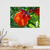 Zonnebrandbluspomegranaat Poster (Keuken)