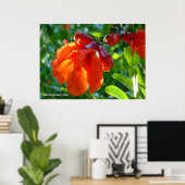 Zonnebrandbluspomegranaat Poster (Thuiskantoor)