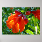 Zonnebrandbluspomegranaat Poster (Voorkant)