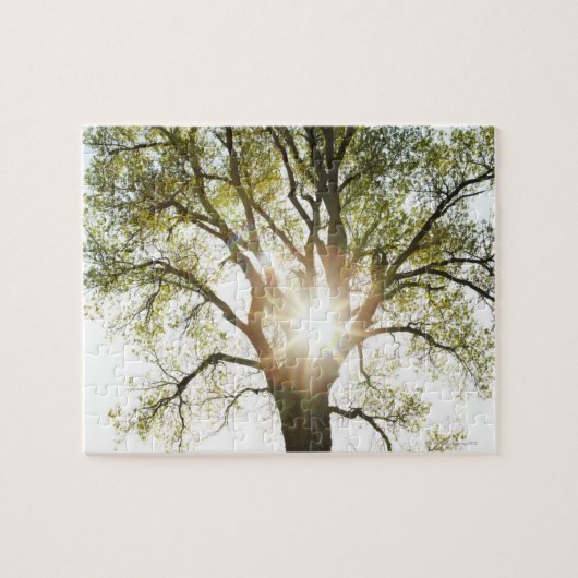 Zonnebrandboom Legpuzzel (Horizontaal)