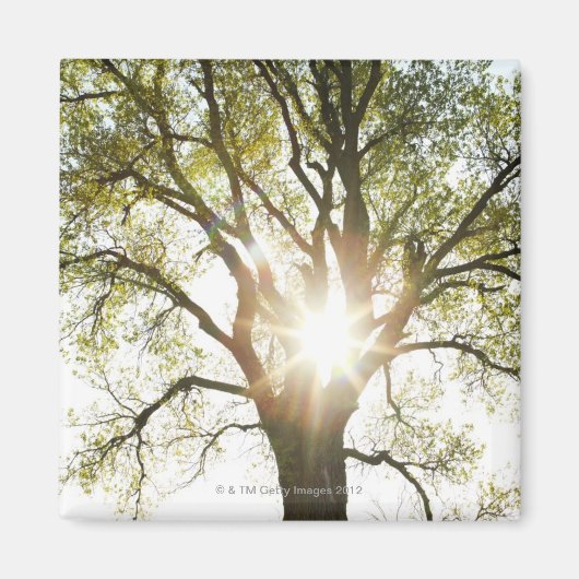 Zonnebrandboom Magneet (Voorkant)