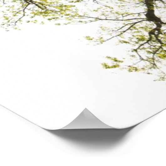 Zonnebrandboom Poster (Hoek)