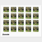 Zonnebrandboom Vierkante Sticker (Vel)