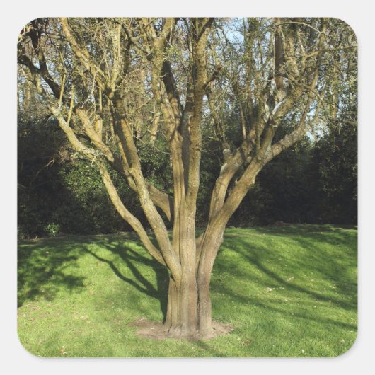 Zonnebrandboom Vierkante Sticker (Voorkant)