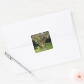 Zonnebrandboom Vierkante Sticker (Envelop)
