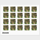 Zonnebrandboom Vierkante Sticker (Vel)