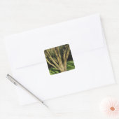 Zonnebrandboom Vierkante Sticker (Envelop)