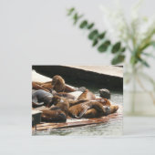 Zonnebranderige Zeeen in San Francisco (Staand voorkant)