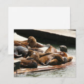 Zonnebranderige Zeeen in San Francisco (Voorkant / Achterkant)