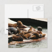 Zonnebranderige Zeeen in San Francisco Briefkaart (Voorkant / Achterkant)