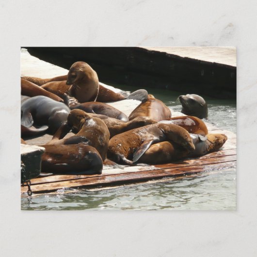 Zonnebranderige Zeeen in San Francisco Briefkaart (Voorkant)