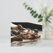 Zonnebranderige Zeeen in San Francisco Briefkaart (Staand voorkant)