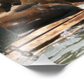 Zonnebranderige Zeeen in San Francisco Foto Afdruk (Hoek)