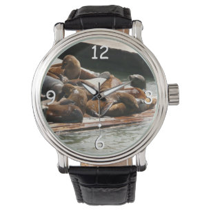 Zonnebranderige Zeeen in San Francisco Horloge