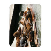 Zonnebranderige Zeeen in San Francisco Magneet (Verticaal)