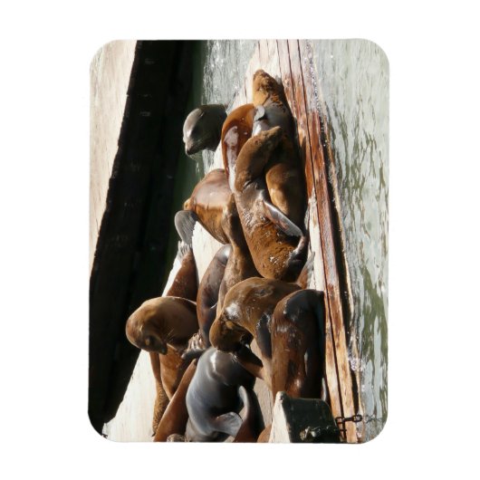 Zonnebranderige Zeeen in San Francisco Magneet (Verticaal)