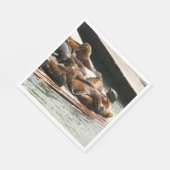 Zonnebranderige Zeeen in San Francisco Servet (Hoek)