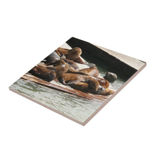 Zonnebranderige Zeeen in San Francisco Tegeltje (Zijkant)