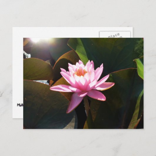 Zonnebrandstoffles Briefkaart (Voorkant / Achterkant)