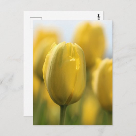 Zonnebuisjes Briefkaart (Voorkant / Achterkant)