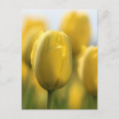 Zonnebuisjes Briefkaart (Voorkant)