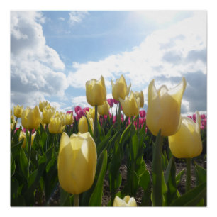 Zonnegeel en roze tulpen met Poster voor blauwe he