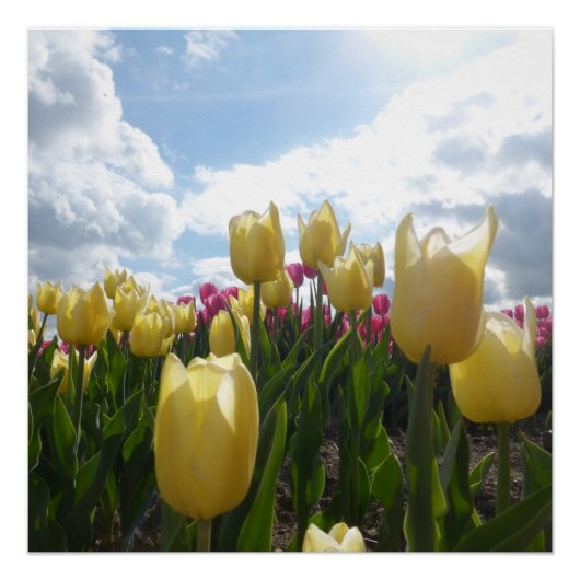 Zonnegeel en roze tulpen met Poster voor blauwe he (Voorkant)