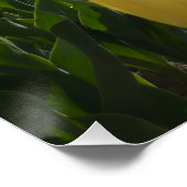 Zonnegeel en roze tulpen met Poster voor blauwe he (Hoek)