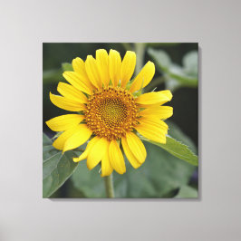  Zonnegeel Zonnebloem 24 x 24 inch Canvas Afdruk