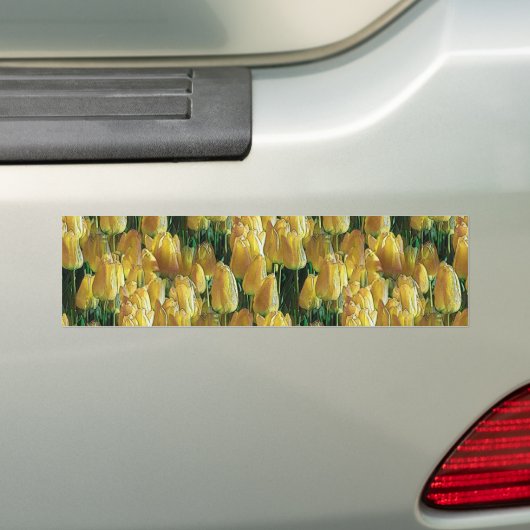 Zonnegele tulpen bumpersticker (Op auto)