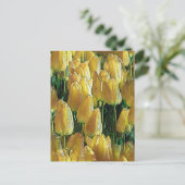 Zonnegeltulpen Briefkaart (Staand voorkant)