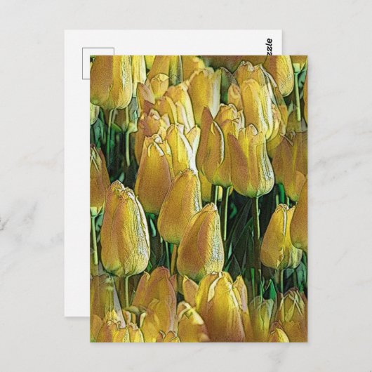 Zonnegeltulpen Briefkaart (Voorkant / Achterkant)