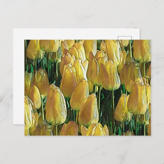 Zonnegeltulpen Briefkaart (Voorkant / Achterkant)