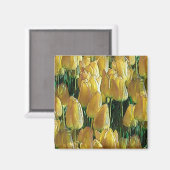 Zonnegeltulpen Magneet (Voorkant / Achterkant)