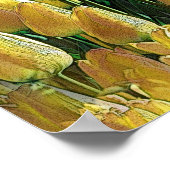 Zonnegeltulpen Poster (Hoek)