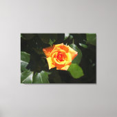 Zonnegevuld Roos Canvas Afdruk (Voorkant)