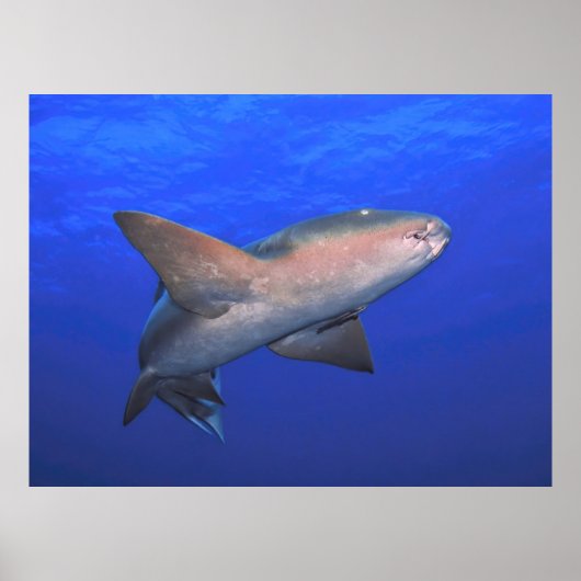 Zonnehaai in het blauw poster (Voorkant)