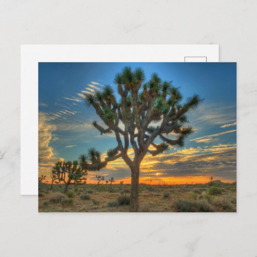 Zonnehoogte in het Nationaal Park Joshua Briefkaart (Voorkant / Achterkant)