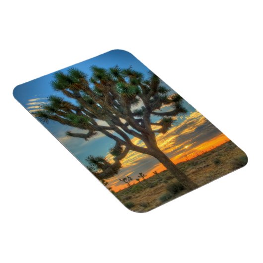 Zonnehoogte in het Nationaal Park Joshua Magneet (Rechterzijde)