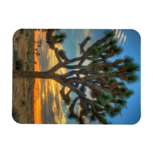 Zonnehoogte in het Nationaal Park Joshua Magneet (Horizontaal)