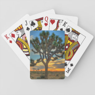 Zonnehoogte in het Nationaal Park Joshua Pokerkaarten
