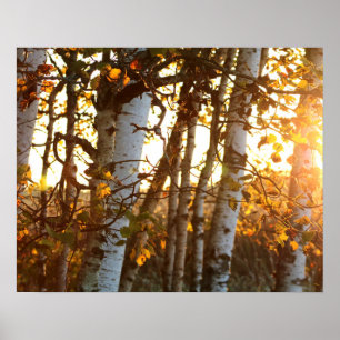 Zonnelicht door Birch Trees 20x16 Poster Wall Art